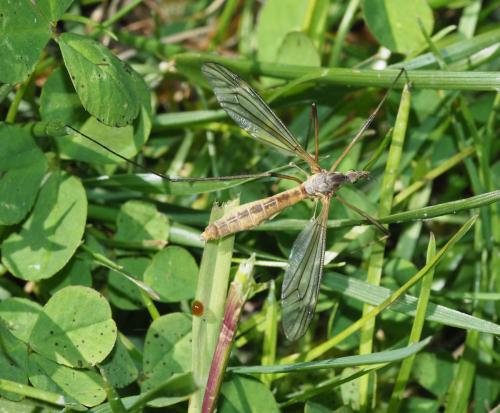 Tipula vernalis